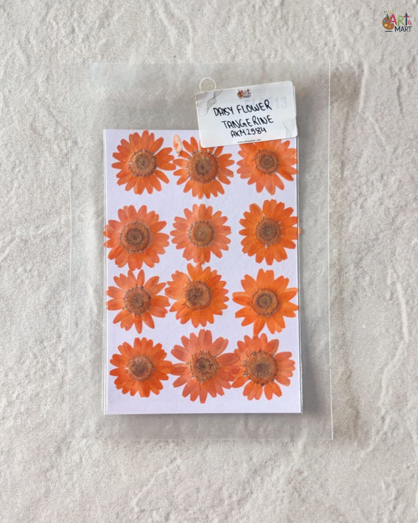 TANGERINE DAISY FLOWER