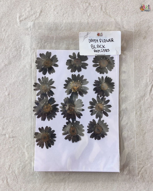 BLACK DAISY FLOWER