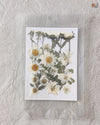 PRESSED FLOWER SHEET - D-15