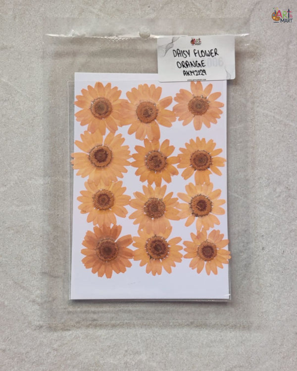 ORANGE DAISY FLOWER