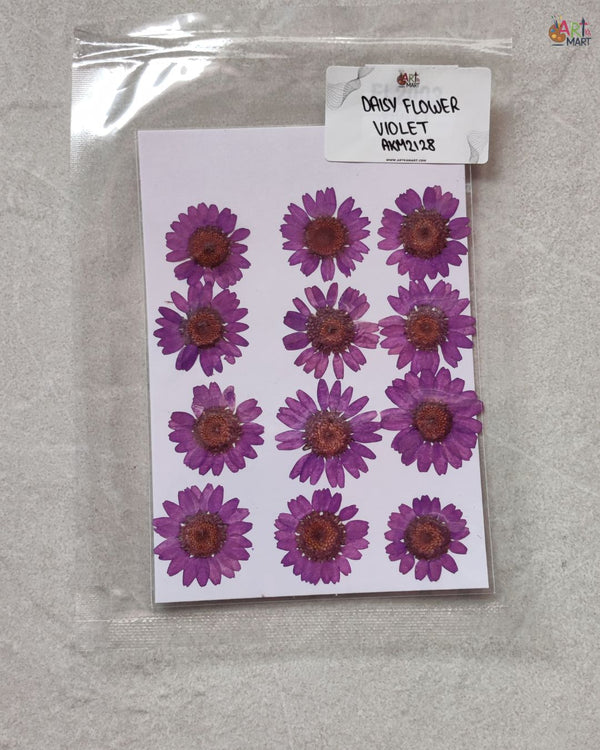VIOLET DAISY FLOWER