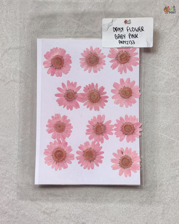 BABY PINK DAISY FLOWER