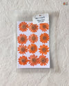 TANGERINE DAISY FLOWER