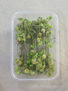 GYPSY DRY FLOWER BOX - C - ART KA MART